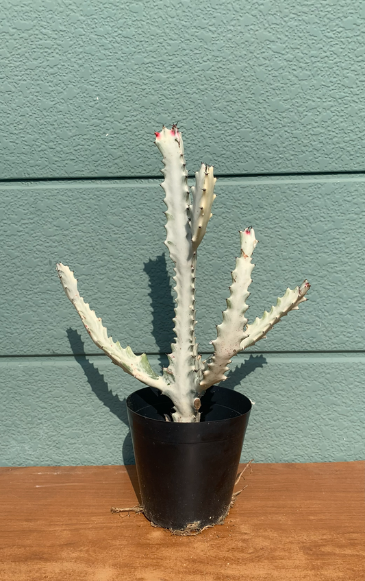 ホワイトゴースト 30~40cm